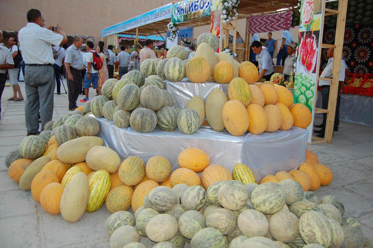 Дыня Самарканд