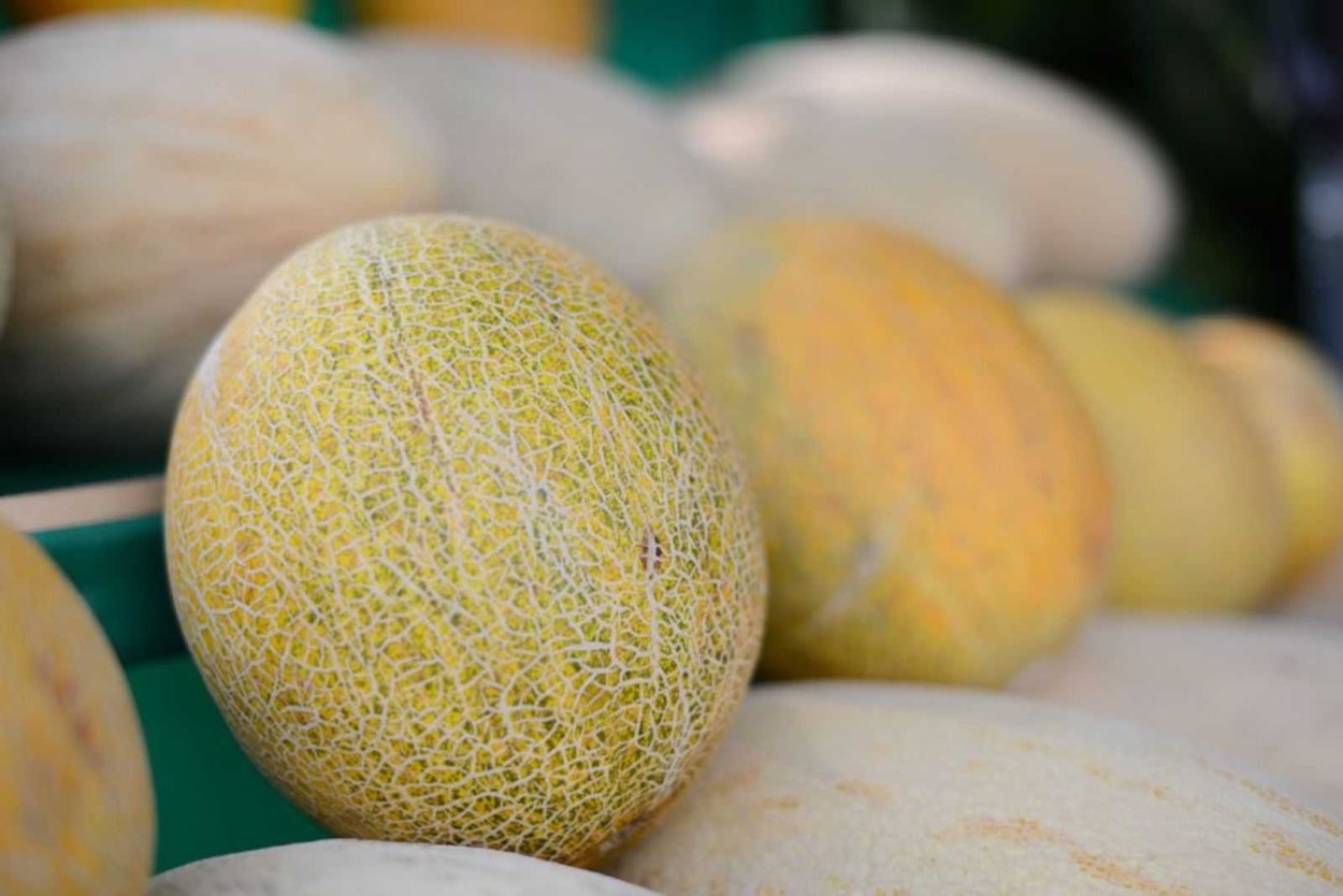 Дыня Хало