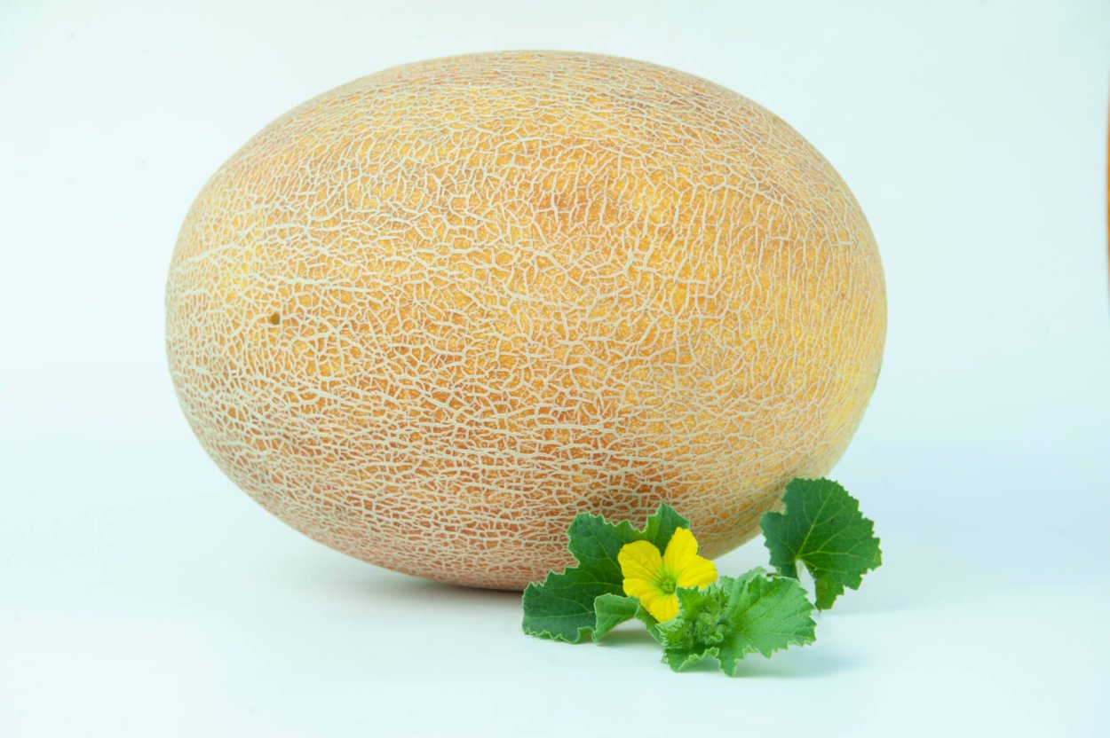 Дыня профессиональные семена