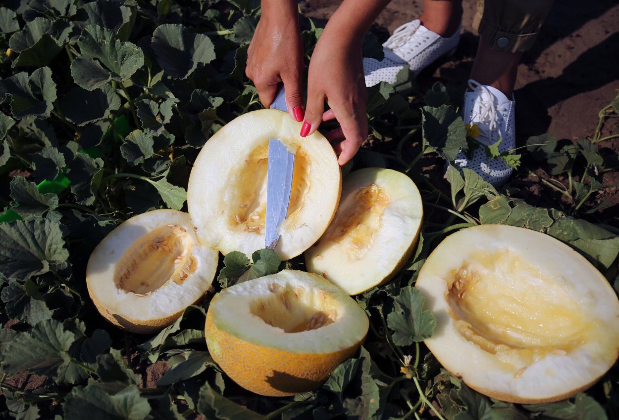 Дыня на даче