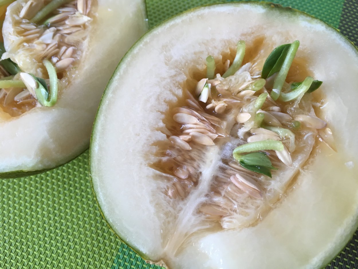 Пророщенные семена дыни