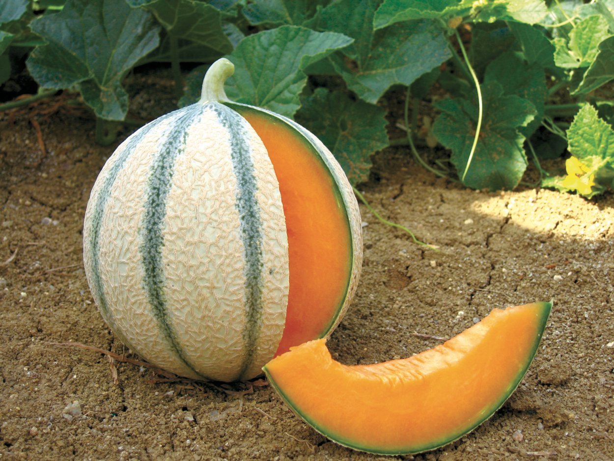 Гурвак ковун