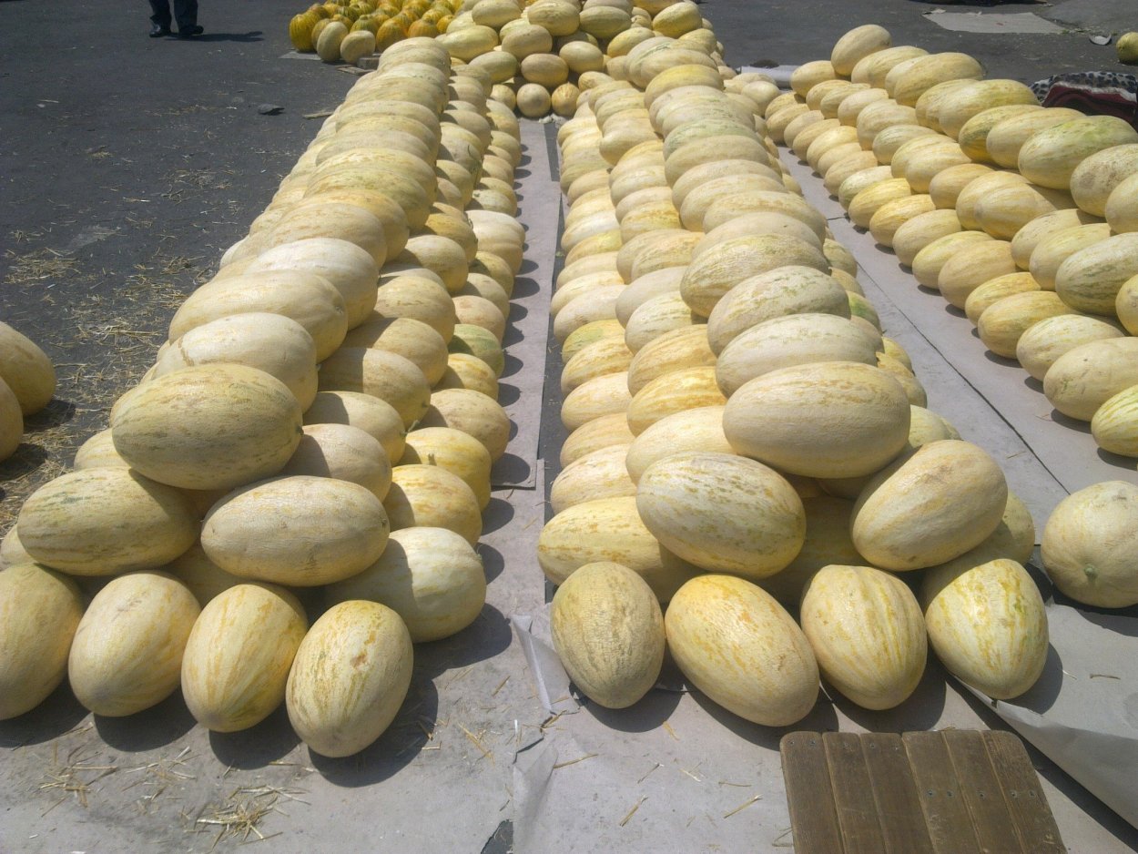 Дыня Узбекистан