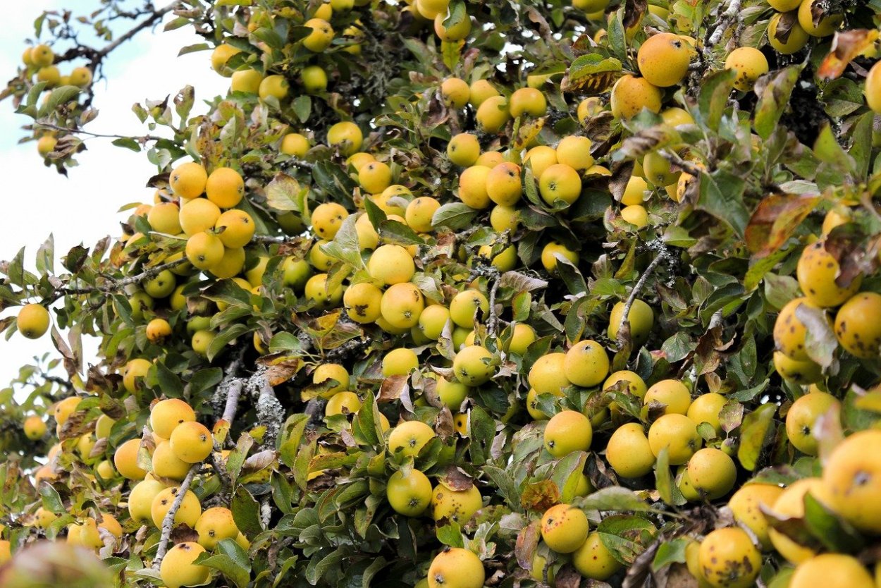 Яблоня Лимонка