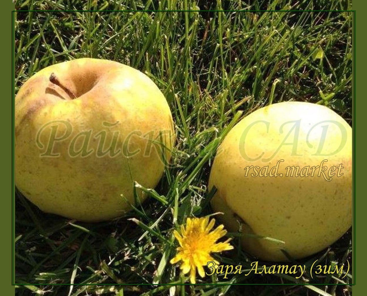 Сорт яблок Заря Алатау