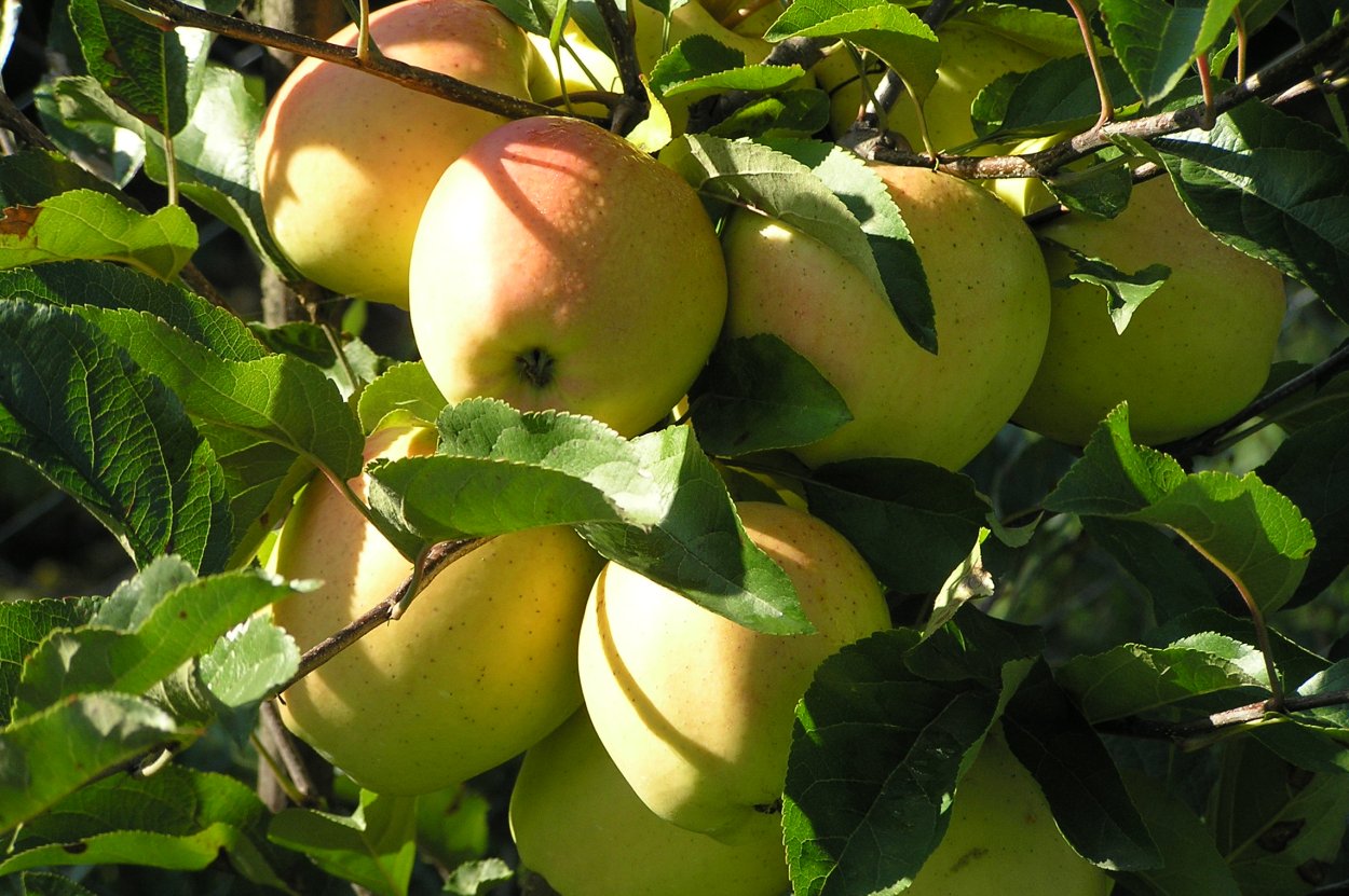 Голден Рейнджерс яблоня
