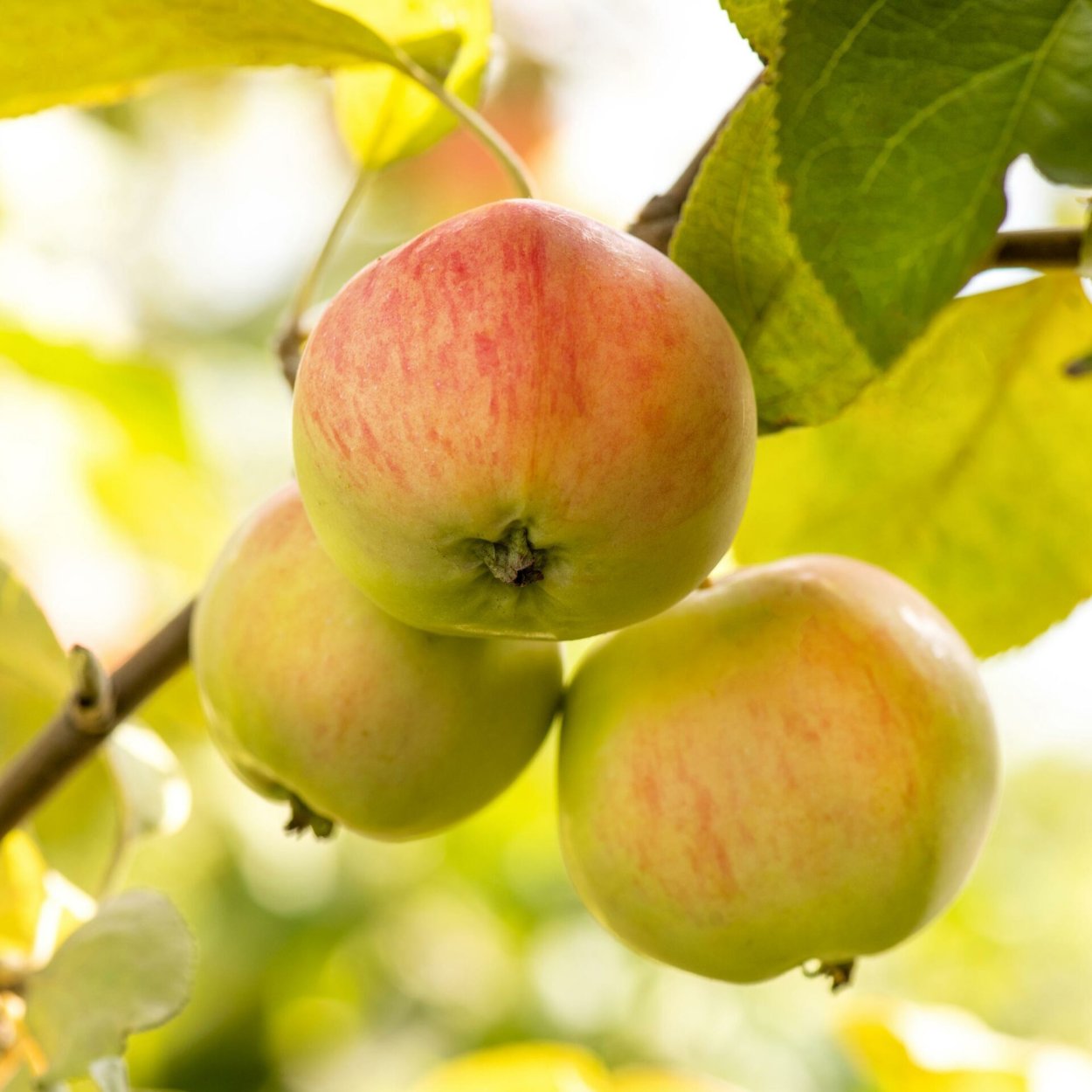 Яблоня полукультурная Любава