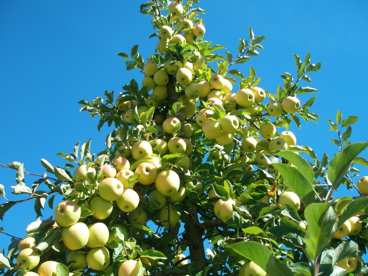Яблоня Айнур