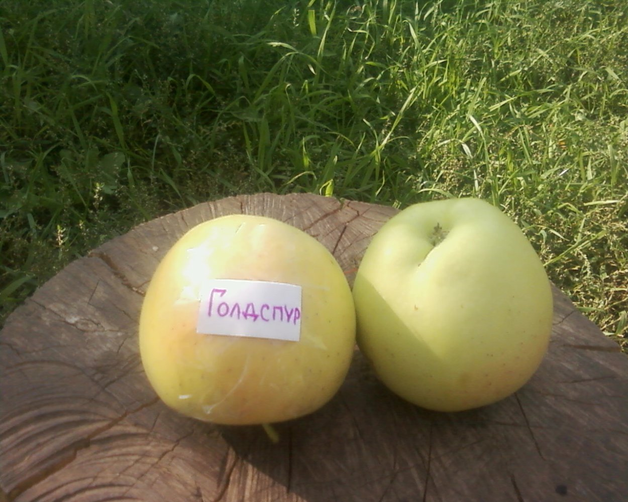 Самый редкий сорт яблок