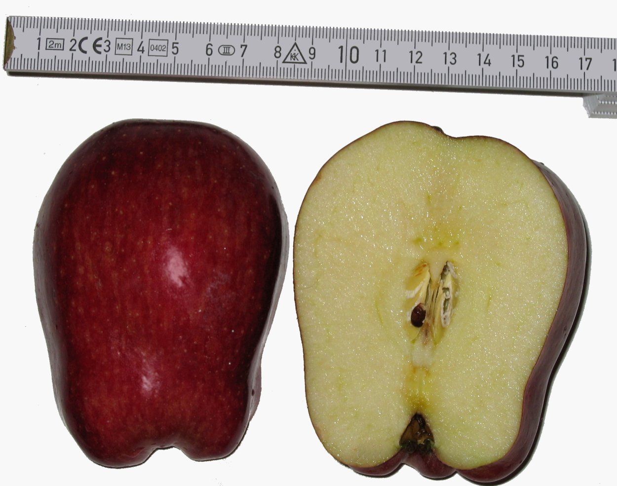 Яблоня темно-красная "ред Чиф"