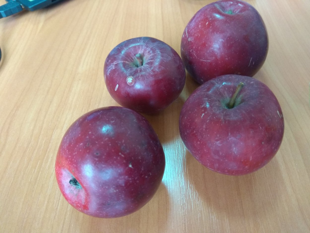 Шафтоли кучатлари