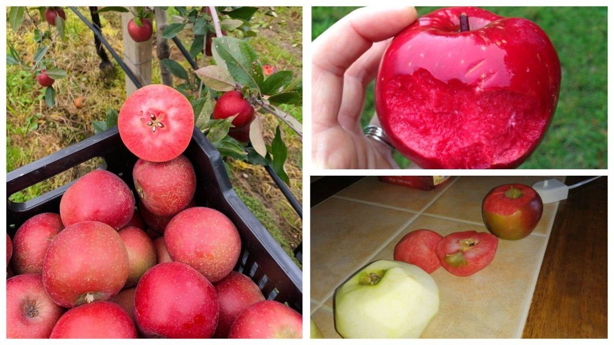 Яблоки с красной мякотью сорт