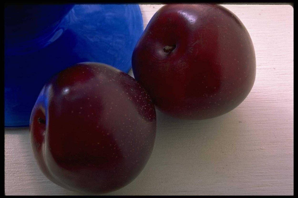 Сорт яблок темно бордового цвета