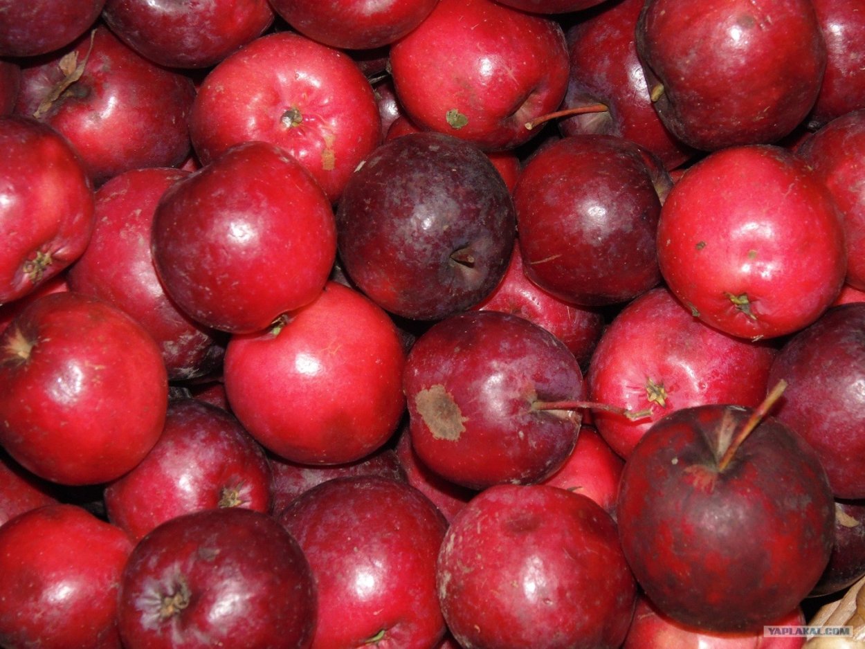 Ранетка сорт тёмновишнёвая