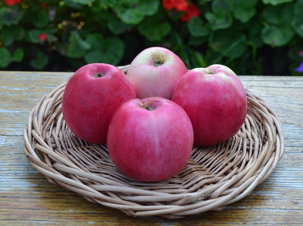 Раннее алое сорт яблок