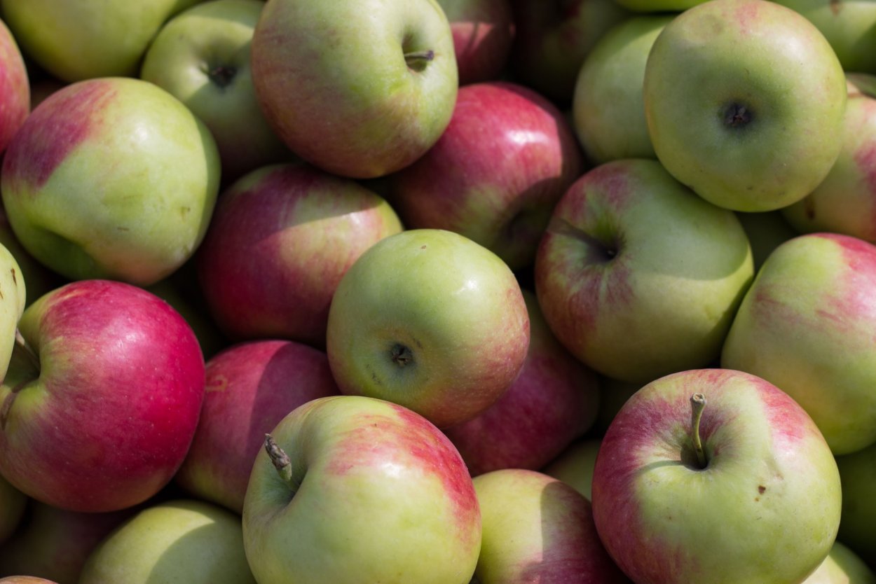 Яблоня сорт Аполлон