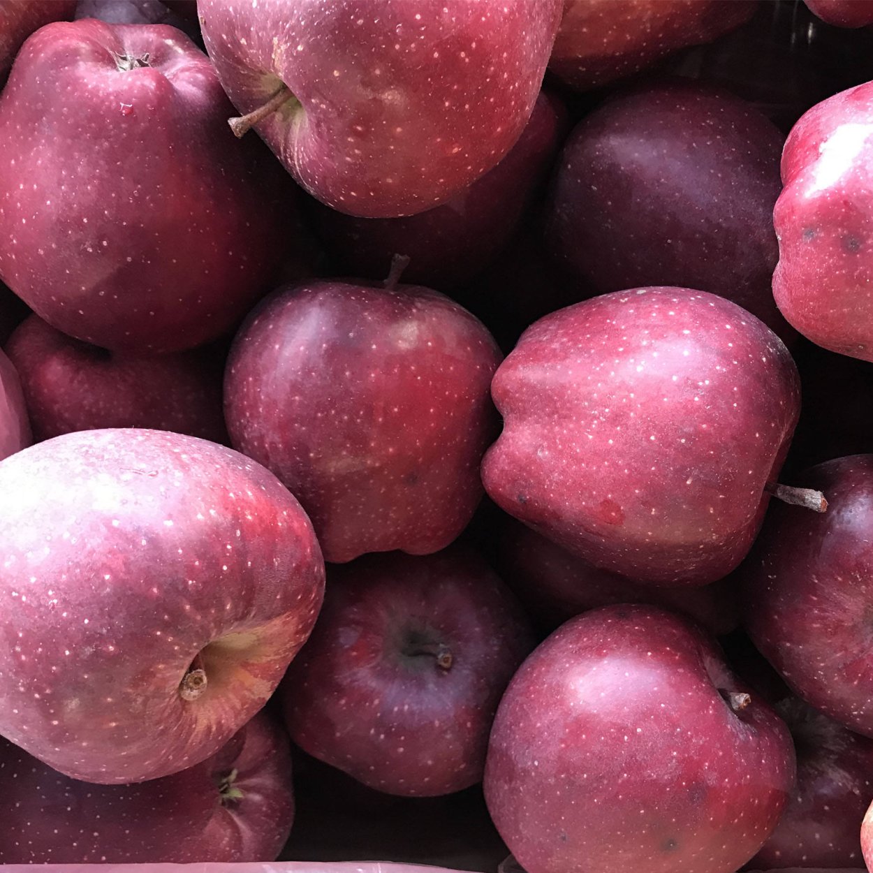 Сорт яблок Делишес