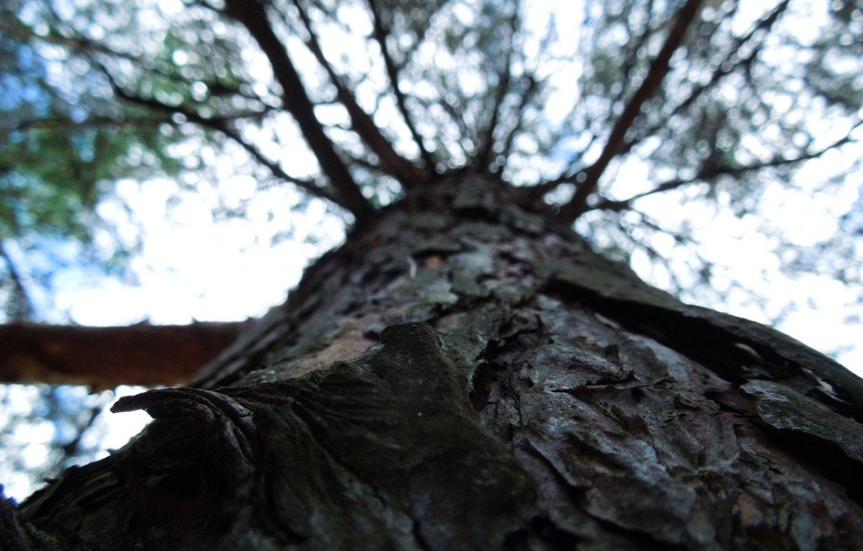 Горы стволы деревьев