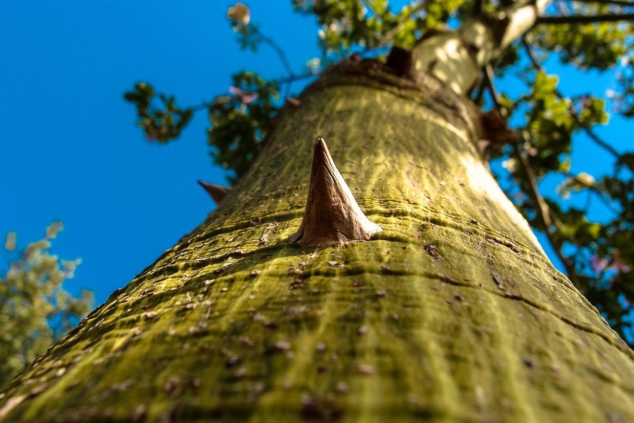 Дерево с шипами на стволе