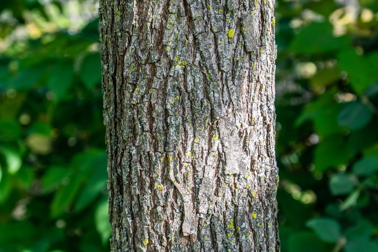 Липа кора дерево фото