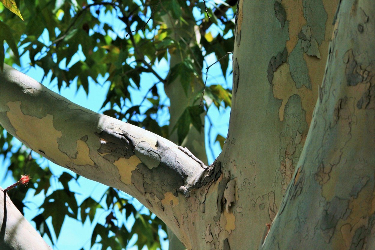 Platanus kerrii