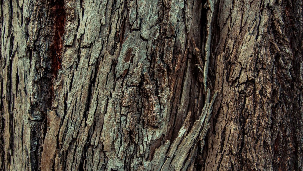 Фактура коры дуба