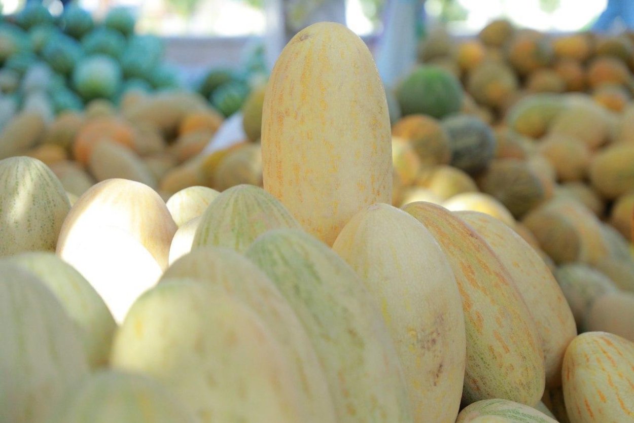 Ковун тарвуз