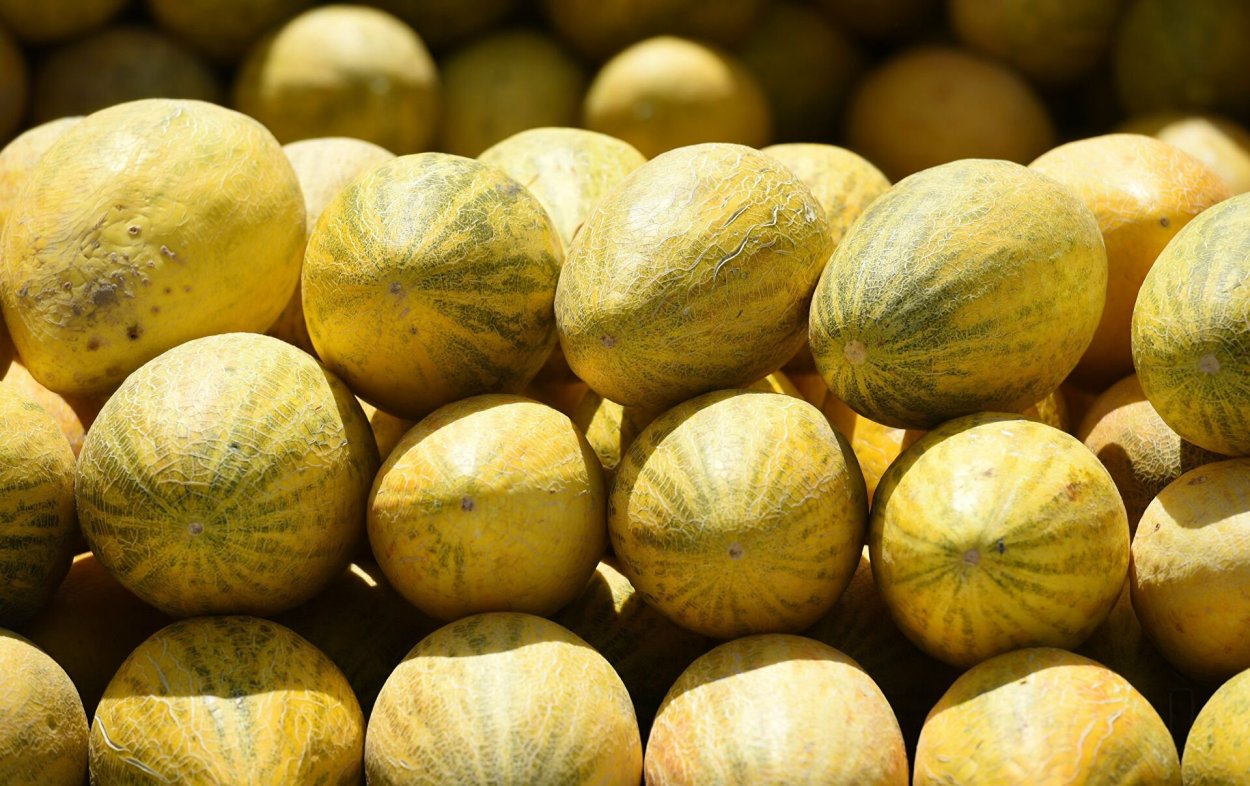 Дынная бахча Узбекистан