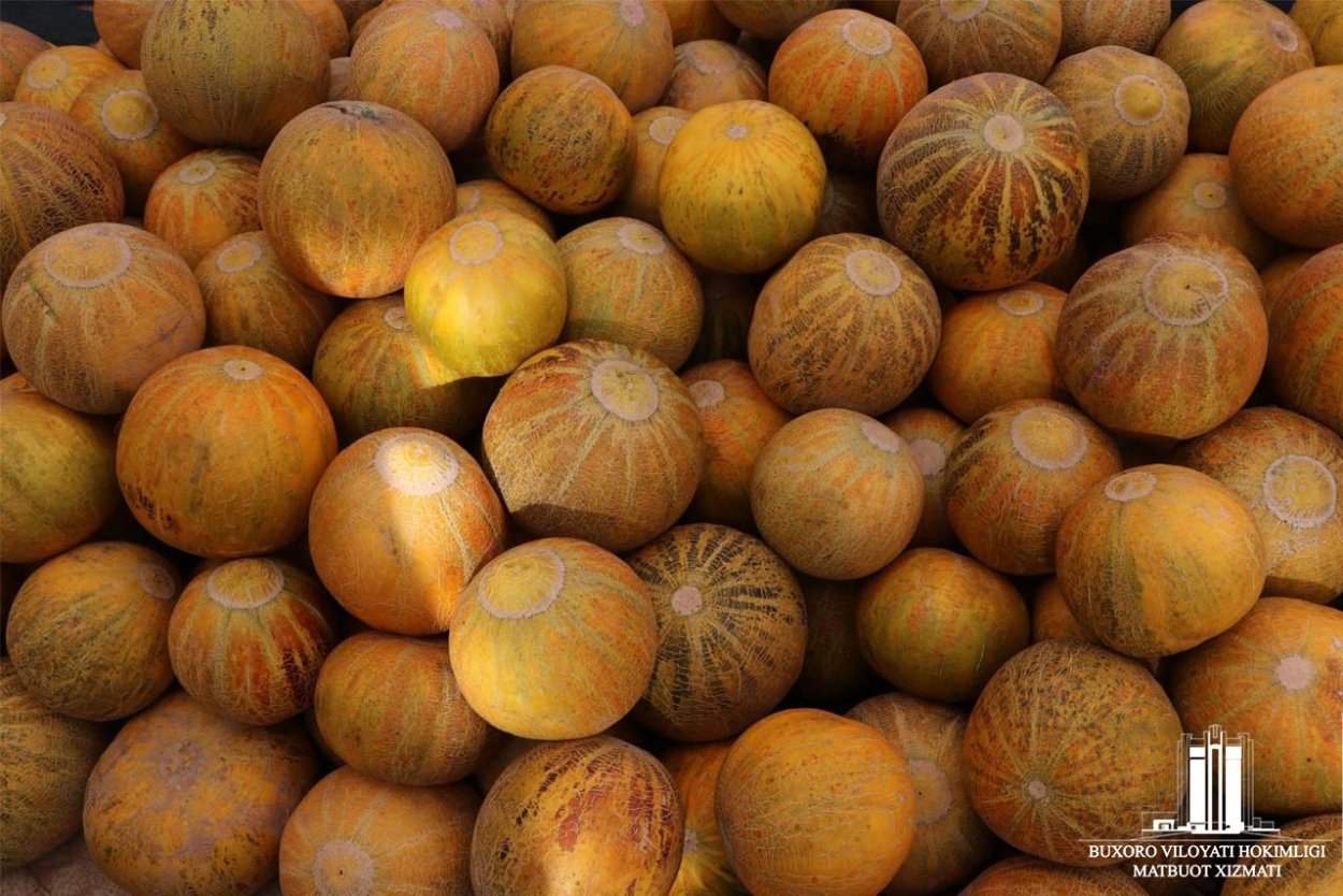 Ковун сайли Узбекистан