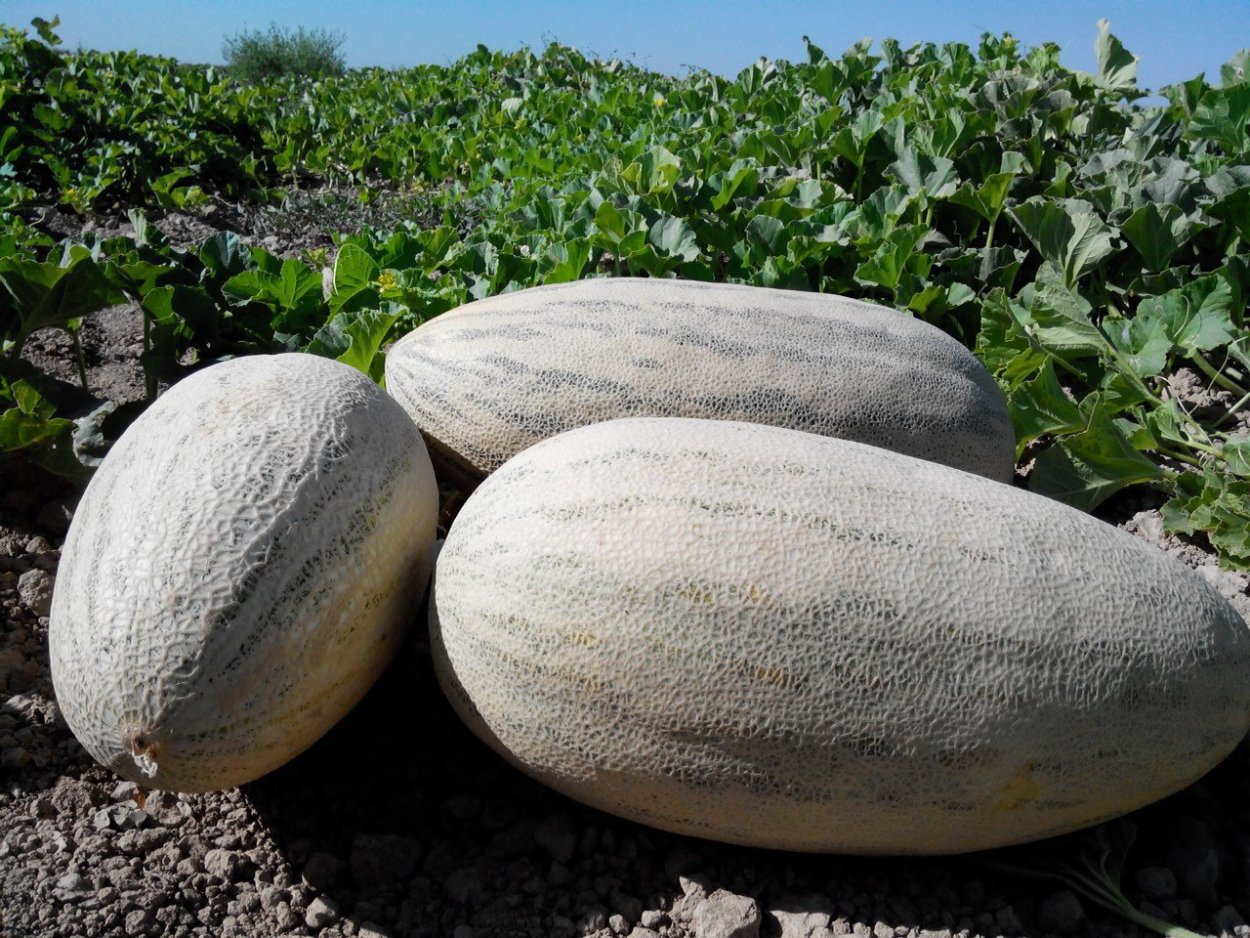 Ковун навлари