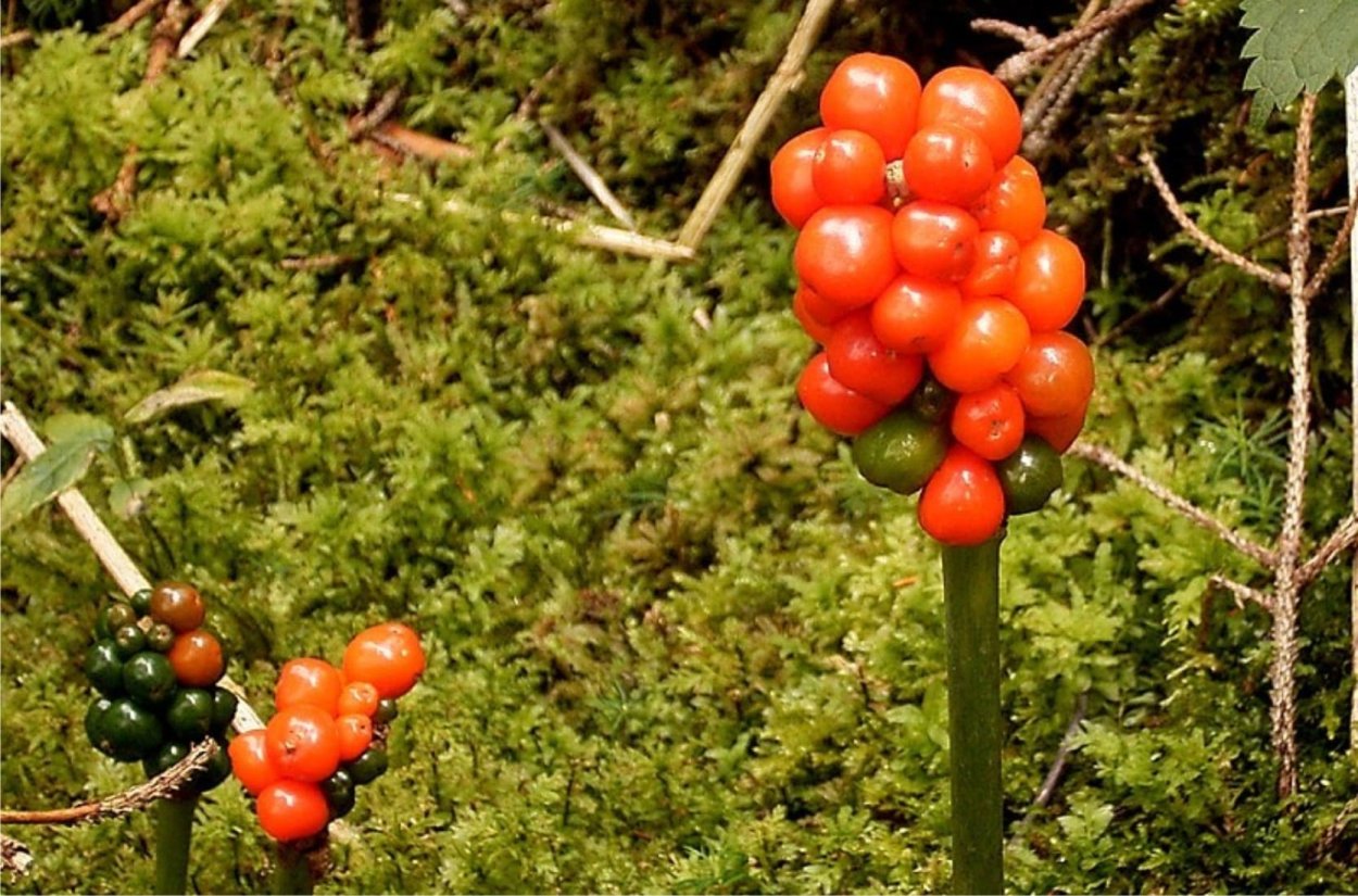 Аронник пятнистый ягоды