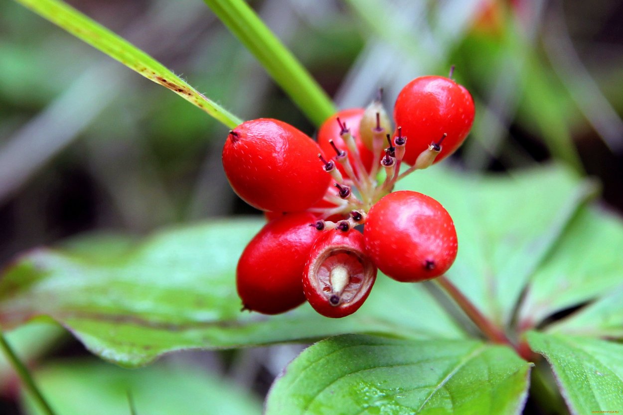 Несъедобные ягоды на белом фоне