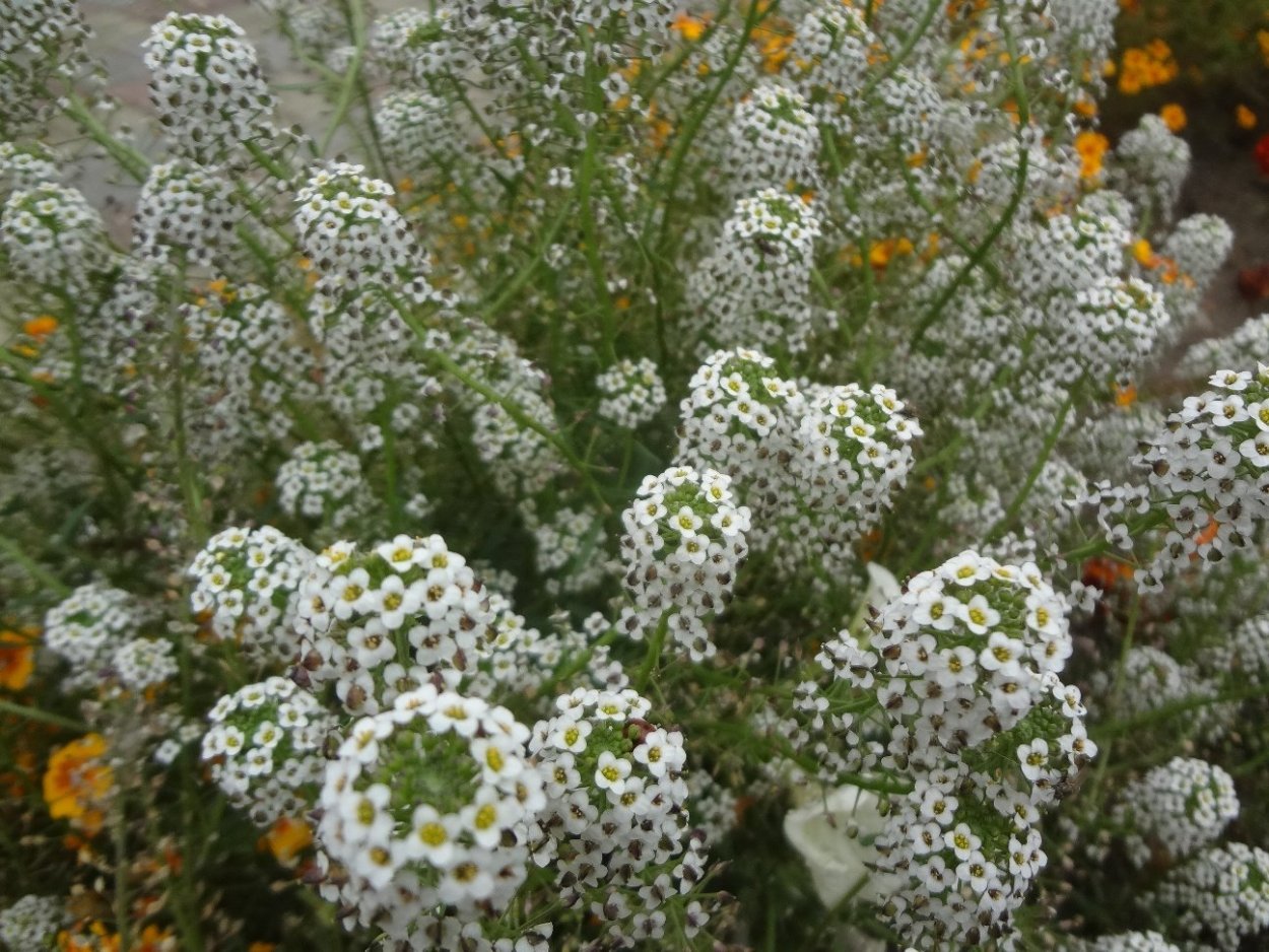 Алиссум медовый