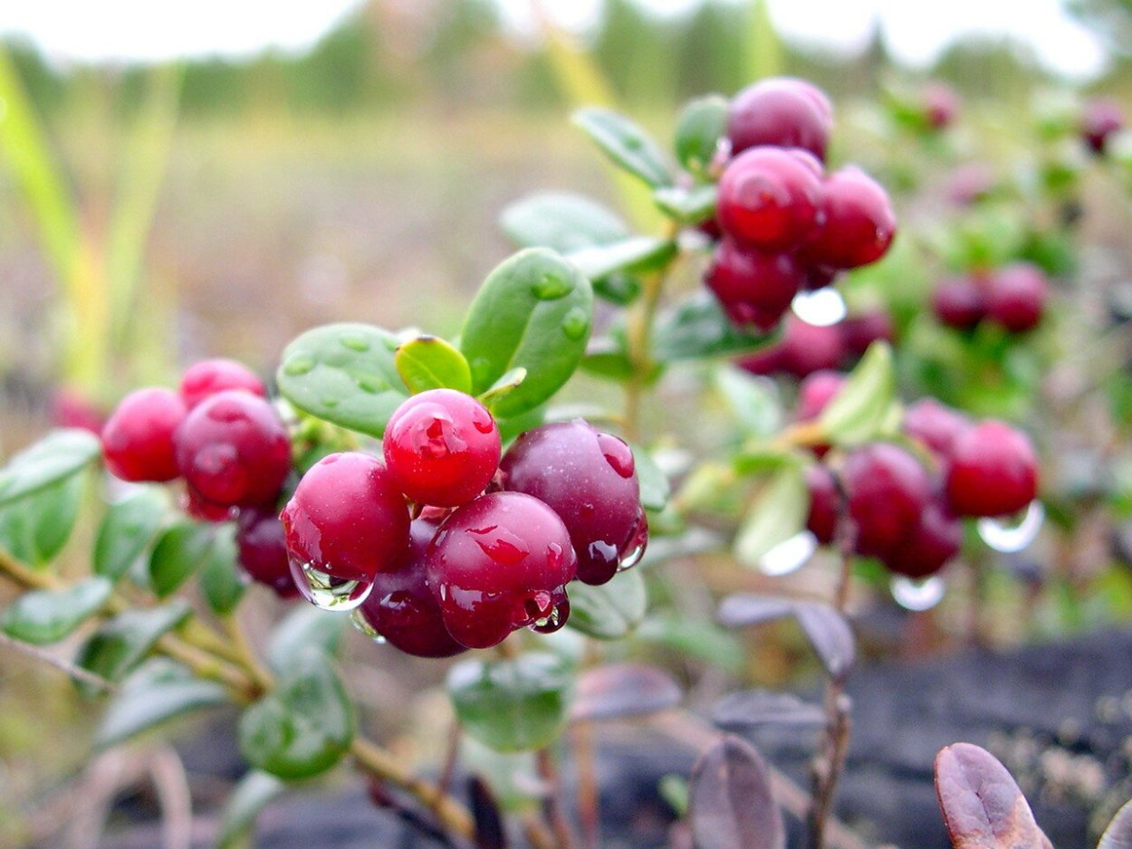 Клюква голубика Морошка