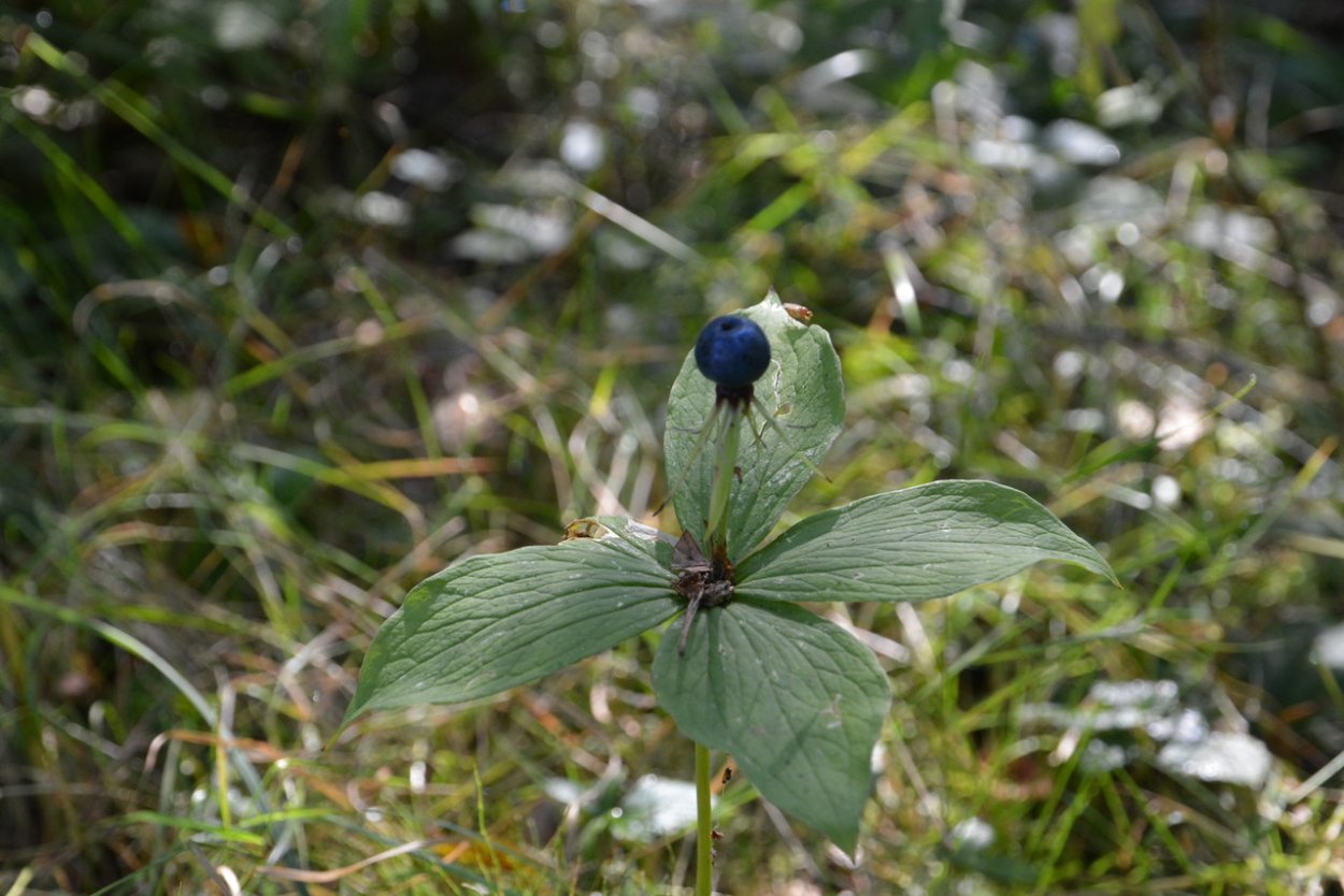 Растение Вороний глаз четырёхлистный