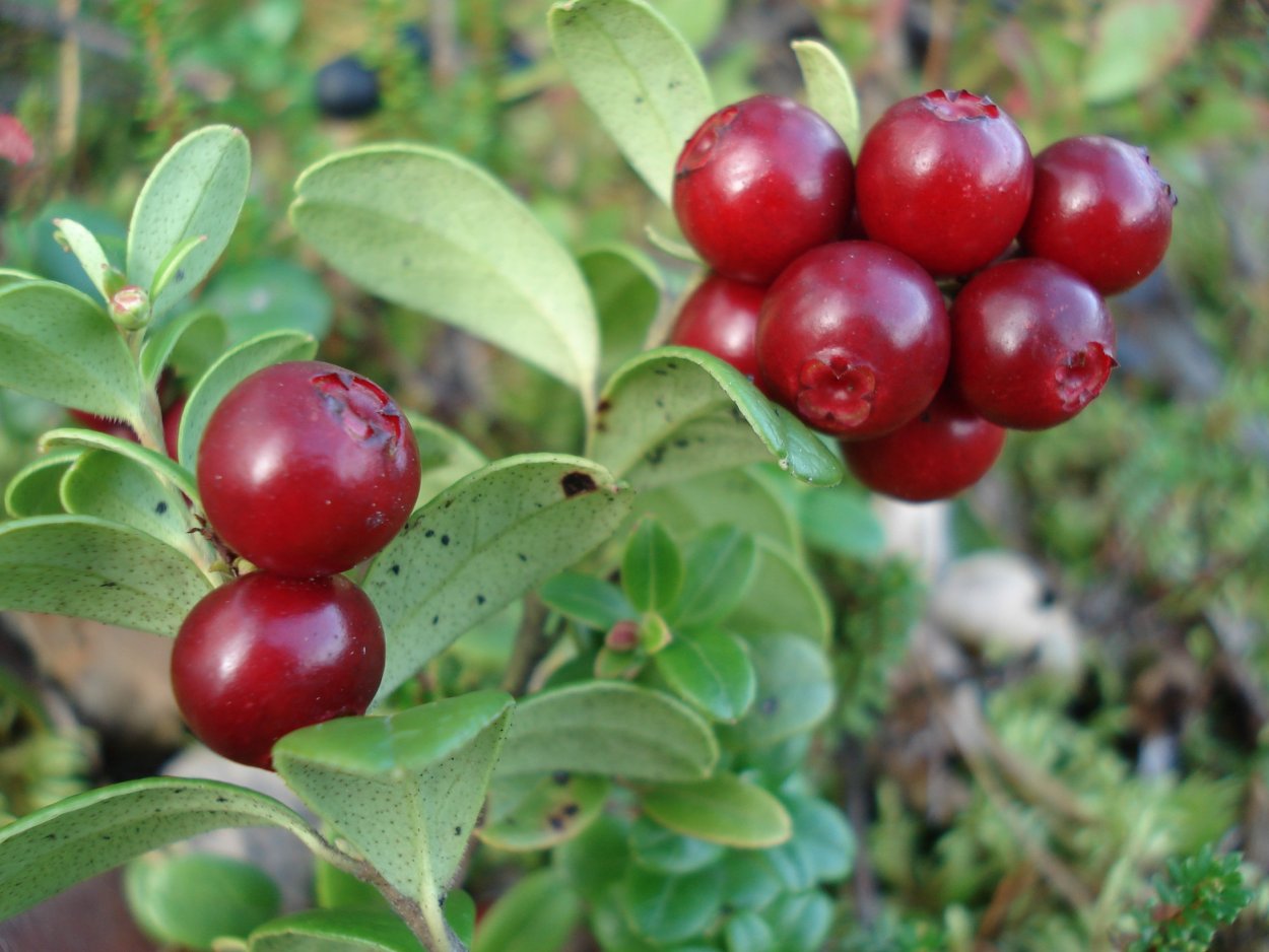 Морошка и брусника Карелия