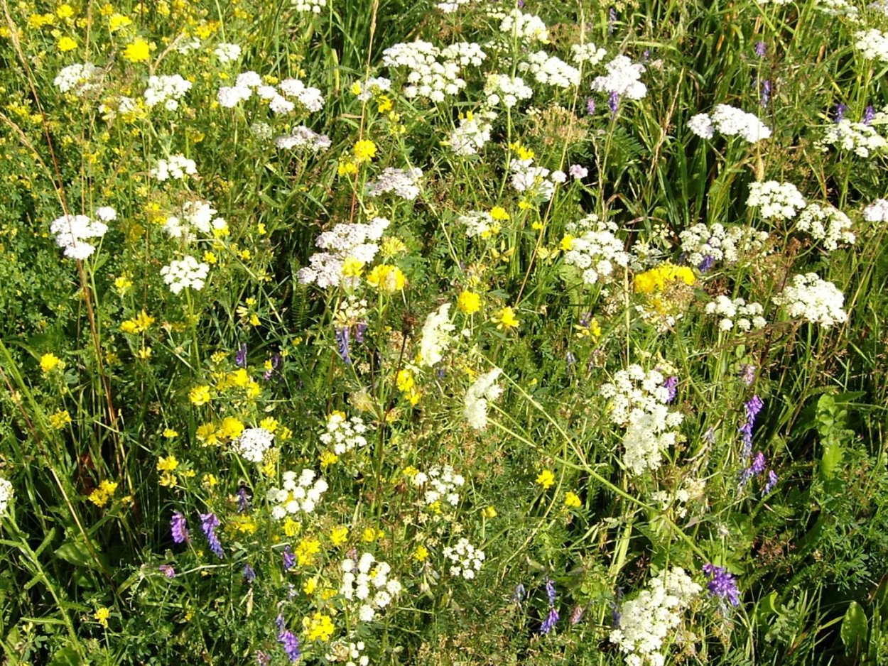 Луговые белые пахнущие растения