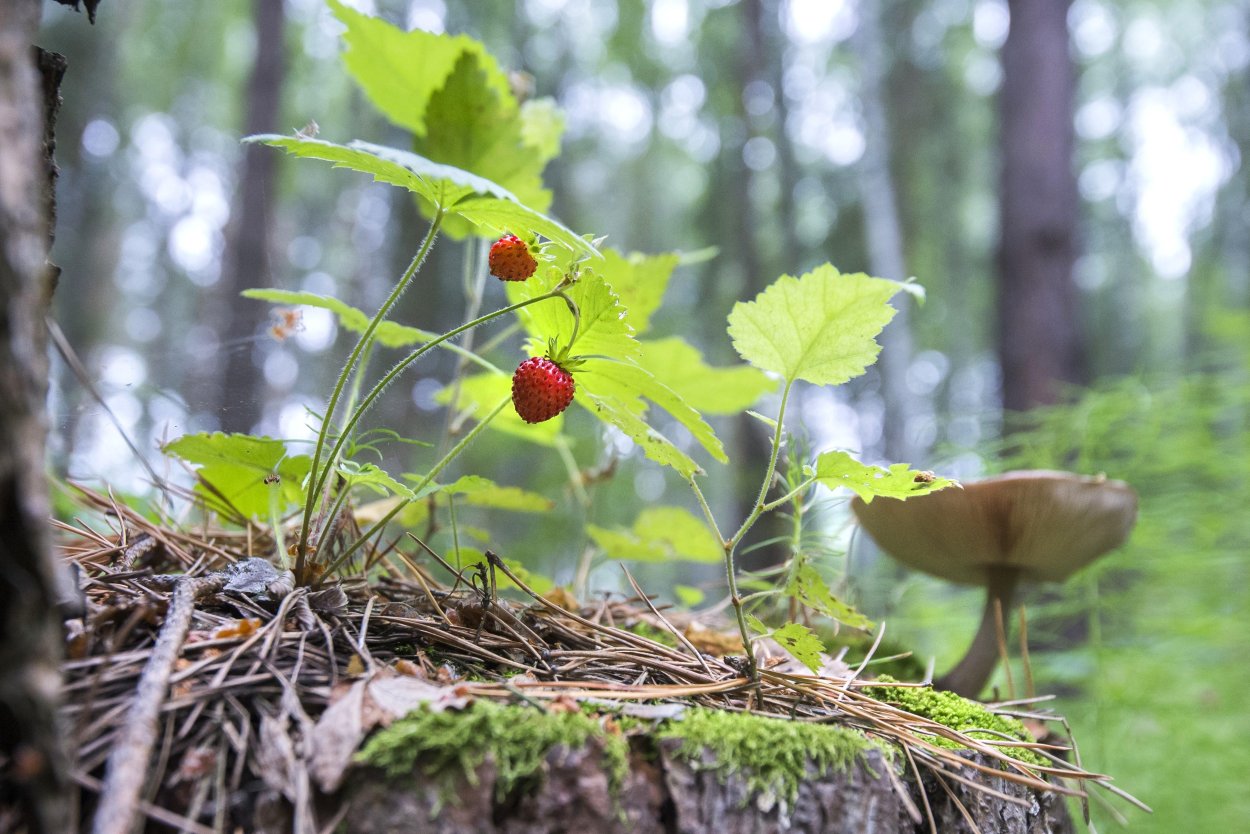 Ягоды в лесу