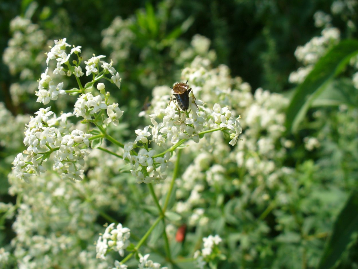 Полевая метельчатая трава