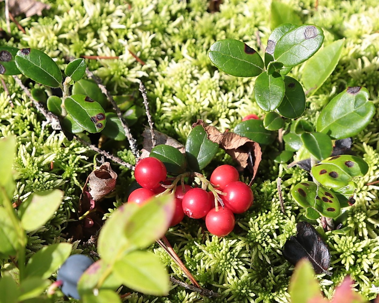 Брусника кустарничек