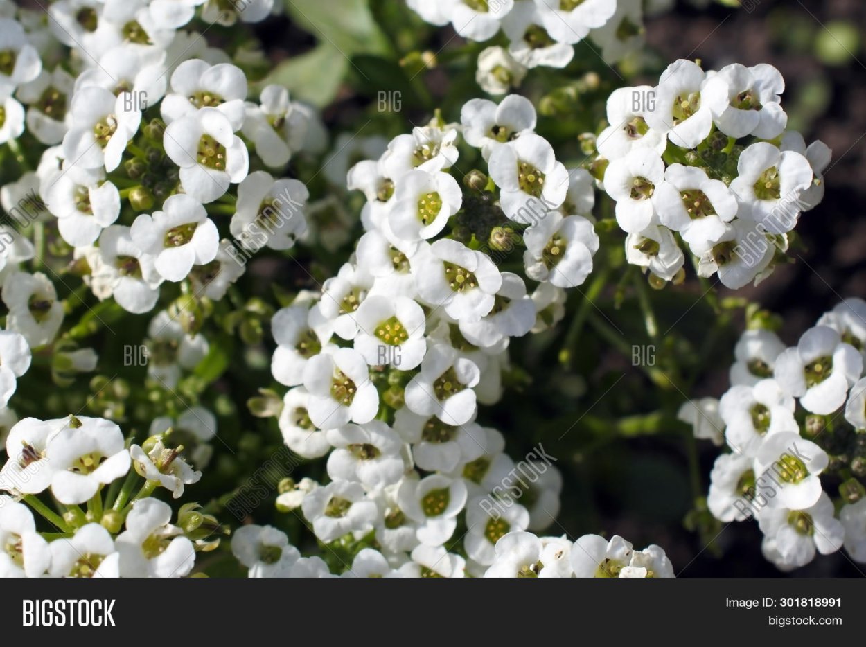 Низкий цветок,с мелкими белыми цветочками ,душистый