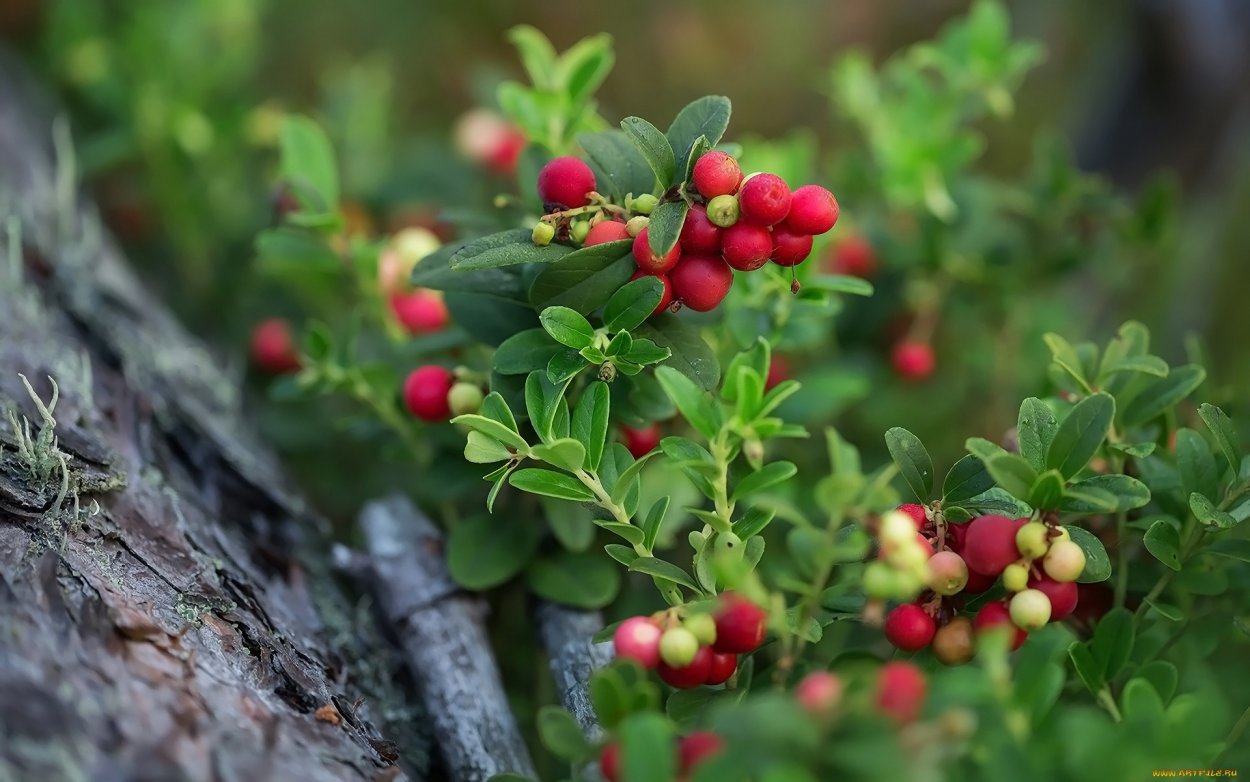 Брусника на кусте Карелия