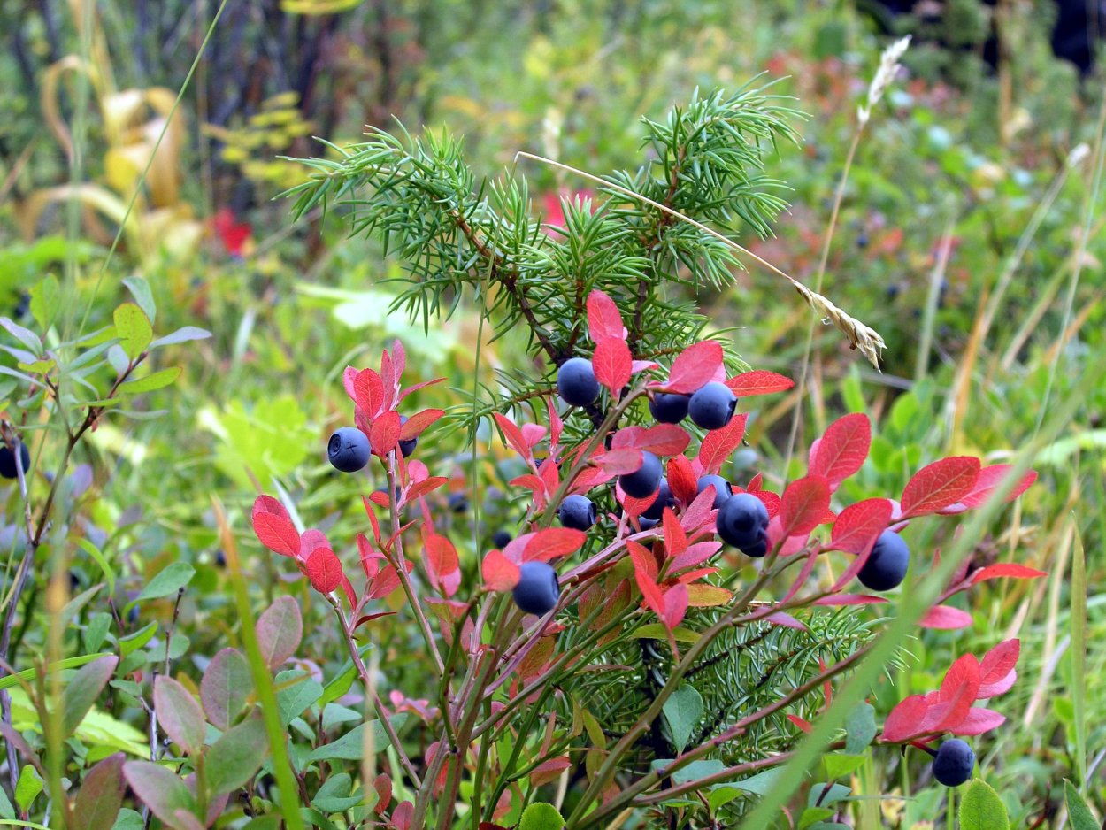 Черника брусника мхи