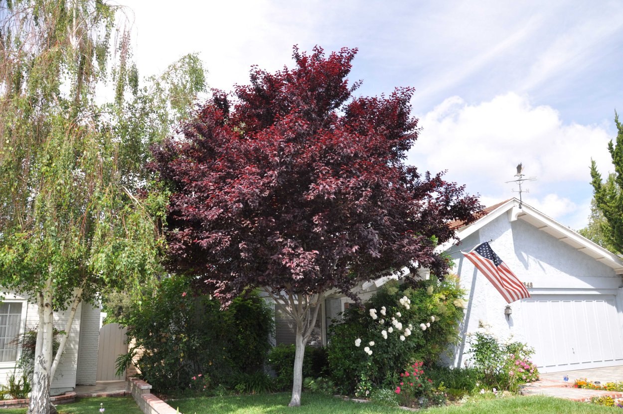 Слива Писсарди на штамбе