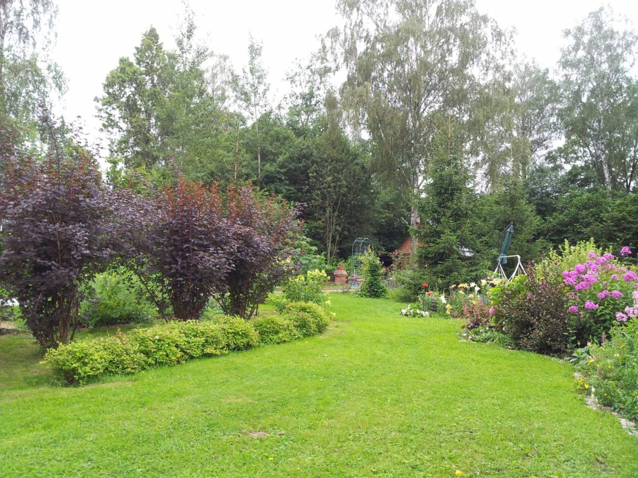 Черемуха в ландшафте