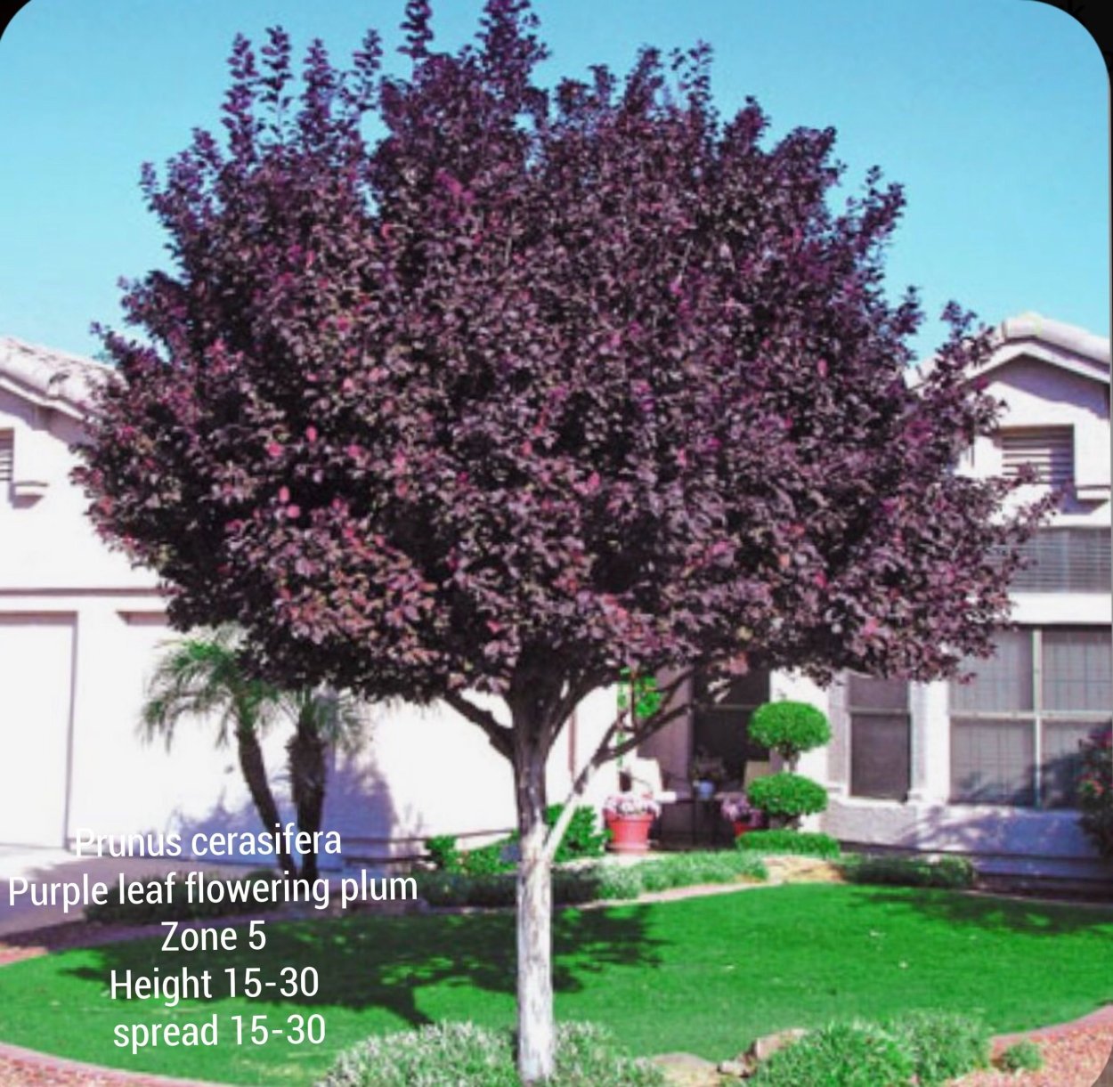 Сакура краснолистная Роял бургунди