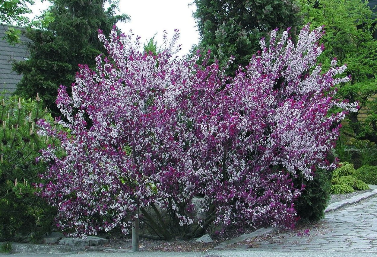 Слива цистена Prunus cistena