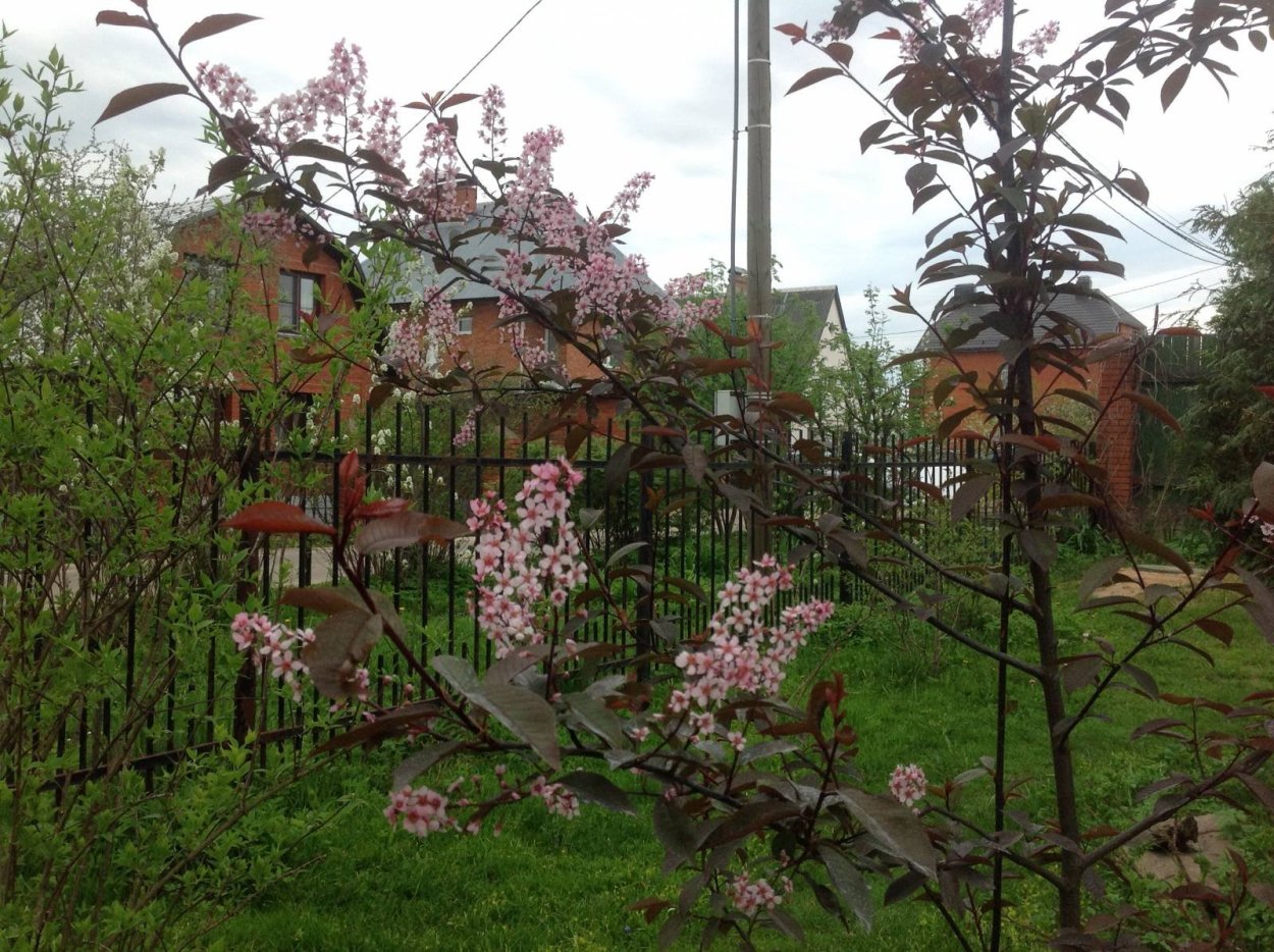 Черемуха обыкновенная colorata