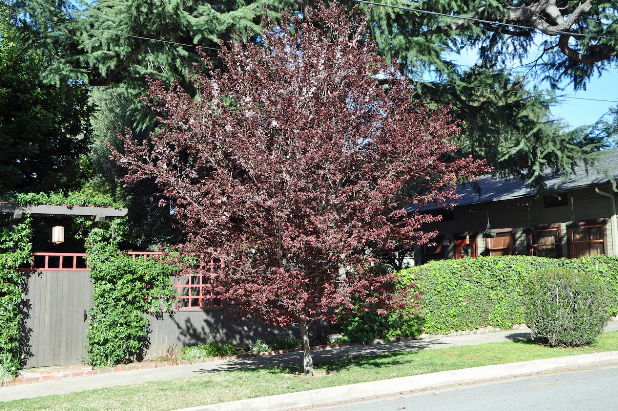 Слива растопыренная Писсарди