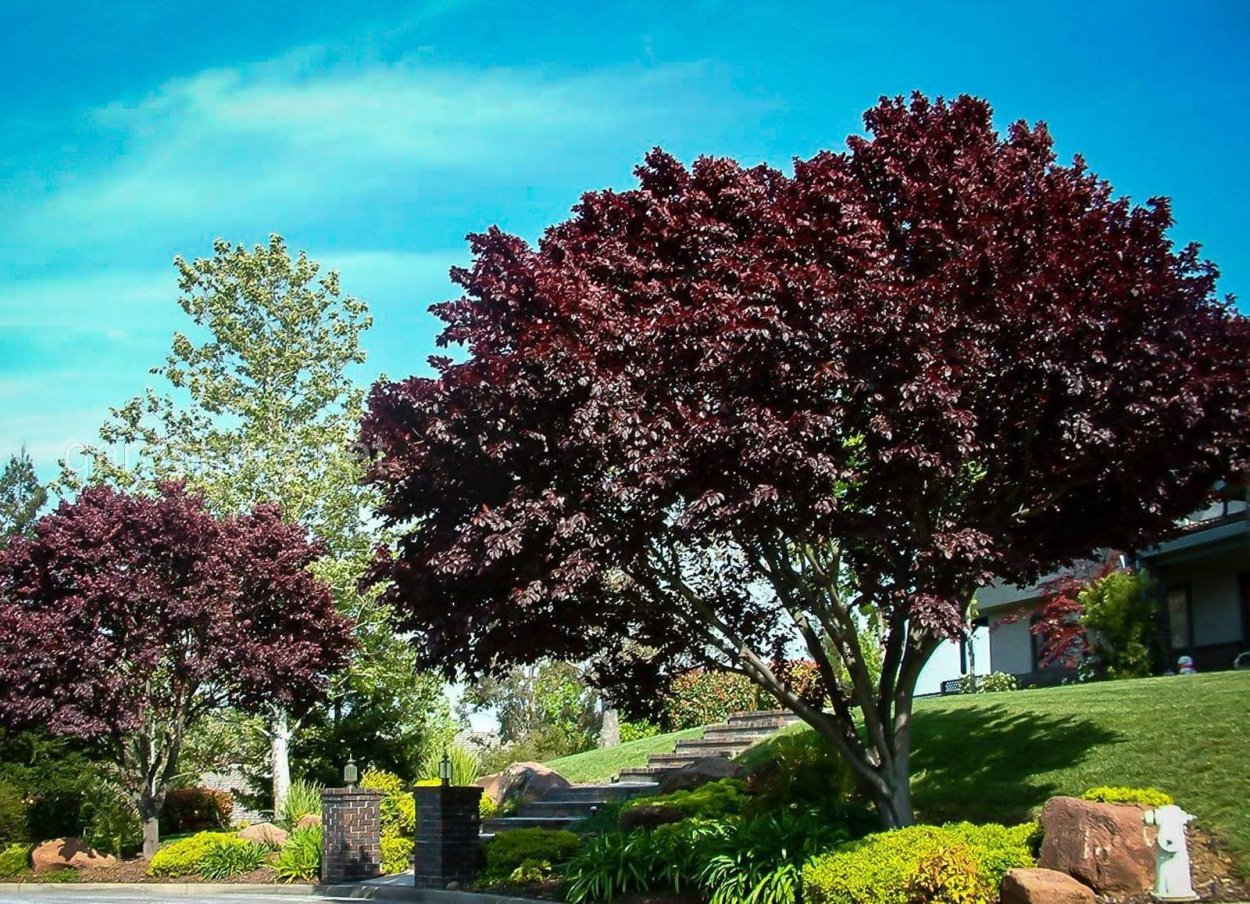 Слива краснолистная Нигра